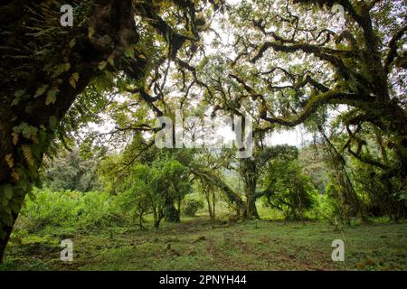 Harenna Forest, Wald, Nebelwald im Bale Mountains-Nationalpark Stockfoto