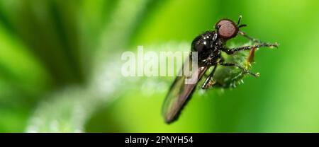 Eine nicht identifizierte Fliege, die auf einem Blatt ruht Stockfoto