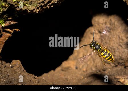 Eine gewöhnliche Wespula vulgaris, die in ihr unterirdisches Nest zurückfliegt. Aufgenommen in Hawthorn, County Durham. Die Kolonie schien Erde auszugraben. Stockfoto