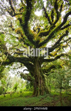 Harenna Forest, Wald, Nebelwald im Bale Mountains-Nationalpark Stockfoto