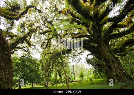 Harenna Forest, Wald, Nebelwald im Bale Mountains-Nationalpark Stockfoto