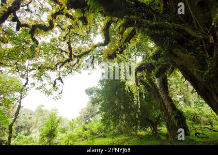 Harenna Forest, Wald, Nebelwald im Bale Mountains-Nationalpark Stockfoto