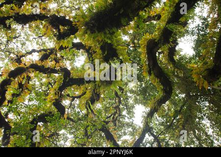 Harenna Forest, Wald, Nebelwald im Bale Mountains-Nationalpark Stockfoto