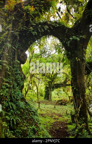 Harenna Forest, Wald, Nebelwald im Bale Mountains-Nationalpark Stockfoto