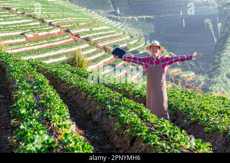 Glücklicher Bauer, der reife Erdbeeren auf dem Feld erntet. Erdbeerfeld. Erdbeerpflanze in Bauernhänden, die auf dem Gartenbeet wachsen. Stockfoto