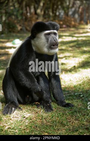 Guereza-Mantel (Colobus guereza) oder abyssinischer Schwarzweißcolobus im Amora Gedel Park in Awassa, Äthiopien Stockfoto