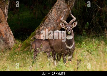 Männliche Bergnyala (Tragelaphus buxtoni) oder Balbok Stockfoto