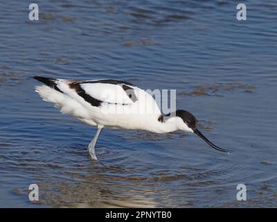 Der Avocet war ein seltener Zuchtvogel in Großbritannien vor ein paar Jahrzehnten. Sie hat sich rasch und erfolgreich ausgeweitet . Stockfoto