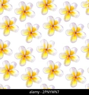 Frangipani Plumeria-Blüten mit nahtlosem Muster. Tropisches, exotisches Laub im Dschungel. Handgezeichnete Aquarelldarstellung isoliert auf weißem Hintergrund. Stockfoto