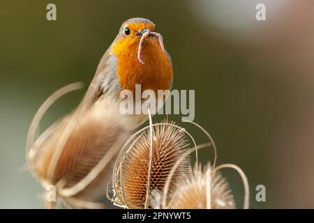 Der frühe Vogel fängt den Wurm. Europäische Rotbrust aus nächster Nähe auf einer Teeselpflanze füttern. Würmer und Käfer in ihrem Schnabel in der Natur. Stockfoto