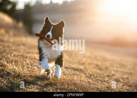 Happy Border Collie mit Frisbee auf der Wiese laufen, mit Hund spazieren gehen und draußen spielen, Zeit mit Haustier verbringen, aktiv sein und draußen sein Stockfoto