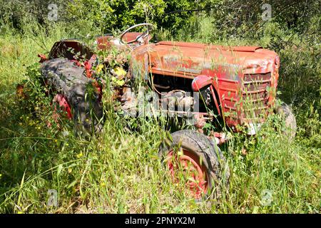 Alter roter Zetor-Traktor, hergestellt in der Tschechoslowakei, mit Unkraut und Gras überwuchert, auf einem Feld, Episkopi, in der Nähe von Paphos, Republik Zypern Stockfoto