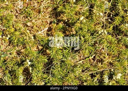 Wacholderbeere (Juniperus communis ssp. oma) mit Beeren, die an der Nordküste Schottlands wachsen Stockfoto