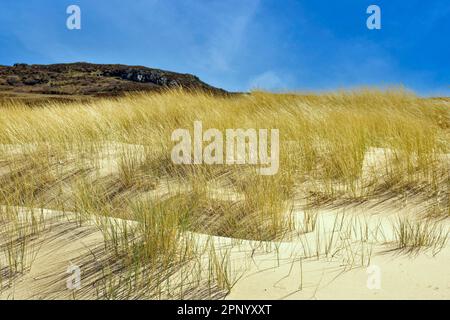 Torrisdale Bay Sutherland Schottland blauer Himmel und Marram Grass Ammophila Arenaria wachsen auf einer Sanddüne Stockfoto