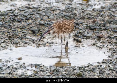 Timoleague, West Cork, Irland. 21. April 2023. Der Weltcurlew Day findet jedes Jahr am 21. April statt. Die Bevölkerung Irlands in Curlew (Numenius arquata) ist in den nächsten zehn Jahren vom Aussterben bedroht. In der Mündung von Timoleague konnte man heute Morgen Curlews sehen. Kredit: AG News/Alamy Live News Stockfoto