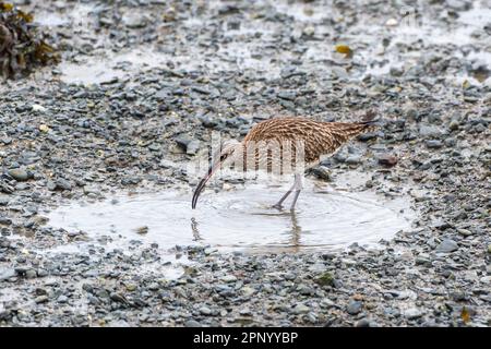 Timoleague, West Cork, Irland. 21. April 2023. Der Weltcurlew Day findet jedes Jahr am 21. April statt. Die Bevölkerung Irlands in Curlew (Numenius arquata) ist in den nächsten zehn Jahren vom Aussterben bedroht. In der Mündung von Timoleague konnte man heute Morgen Curlews sehen. Kredit: AG News/Alamy Live News Stockfoto