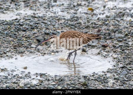 Timoleague, West Cork, Irland. 21. April 2023. Der Weltcurlew Day findet jedes Jahr am 21. April statt. Die Bevölkerung Irlands in Curlew (Numenius arquata) ist in den nächsten zehn Jahren vom Aussterben bedroht. In der Mündung von Timoleague konnte man heute Morgen Curlews sehen. Kredit: AG News/Alamy Live News Stockfoto