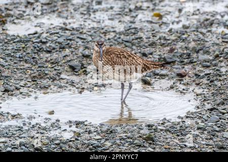 Timoleague, West Cork, Irland. 21. April 2023. Der Weltcurlew Day findet jedes Jahr am 21. April statt. Die Bevölkerung Irlands in Curlew (Numenius arquata) ist in den nächsten zehn Jahren vom Aussterben bedroht. In der Mündung von Timoleague konnte man heute Morgen Curlews sehen. Kredit: AG News/Alamy Live News Stockfoto