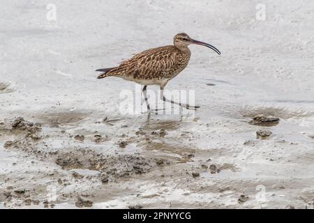 Timoleague, West Cork, Irland. 21. April 2023. Der Weltcurlew Day findet jedes Jahr am 21. April statt. Die Bevölkerung Irlands in Curlew (Numenius arquata) ist in den nächsten zehn Jahren vom Aussterben bedroht. In der Mündung von Timoleague konnte man heute Morgen Curlews sehen. Kredit: AG News/Alamy Live News Stockfoto