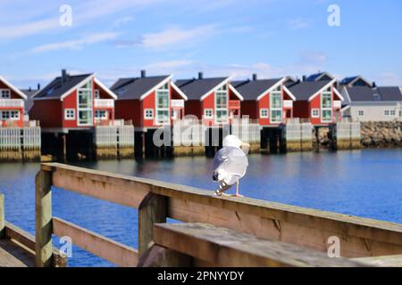 Nahaufnahme einer Möwe vor Svolvaer, Lofoten, Norwegen Stockfoto