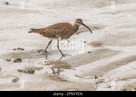 Timoleague, West Cork, Irland. 21. April 2023. Der Weltcurlew Day findet jedes Jahr am 21. April statt. Die Bevölkerung Irlands in Curlew (Numenius arquata) ist in den nächsten zehn Jahren vom Aussterben bedroht. In der Mündung von Timoleague konnte man heute Morgen Curlews sehen. Kredit: AG News/Alamy Live News Stockfoto