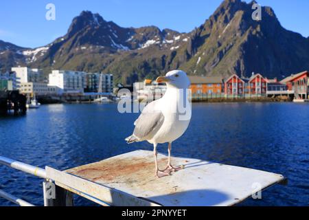 Nahaufnahme einer Möwe vor Svolvaer, Lofoten, Norwegen Stockfoto