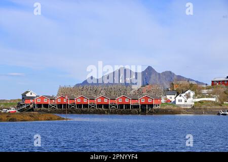 In Svolvaer, Norwegen, trocknet der Fisch in der Luft Stockfoto