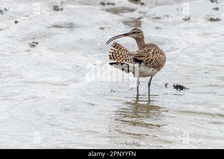 Timoleague, West Cork, Irland. 21. April 2023. Der Weltcurlew Day findet jedes Jahr am 21. April statt. Die Bevölkerung Irlands in Curlew (Numenius arquata) ist in den nächsten zehn Jahren vom Aussterben bedroht. In der Mündung von Timoleague konnte man heute Morgen Curlews sehen. Kredit: AG News/Alamy Live News Stockfoto