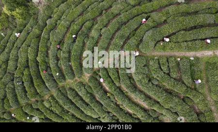 (230421) -- HEFEI, 21. April 2023 (Xinhua) -- Dieses Luftfoto wurde am 19. April 2023 aufgenommen und zeigt Bauern, die Teeblätter in einem Teegarten in Qimen County in Huangshan, Ostchina Provinz Anhui pflücken. Keemun Black Tea, der aus dem Qimen County der Provinz Anhui im Osten Chinas stammt, ist einer der berühmtesten chinesischen Tees mit einem intensiven Aroma. Es hat eine Geschichte von mehr als 100 Jahren. Xie Yongzhong, ein 71-jähriger Erbe der Fähigkeiten der Keemun-Teeherstellung, folgte seinen Ältesten, um in den Bergen Teeblätter zu pflücken und lernte die grundlegenden Fähigkeiten der Teezubereitung seit seiner Kindheit. Ich bin sehr interaktiv Stockfoto