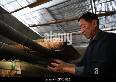 (230421) -- HEFEI, 21. April 2023 (Xinhua) -- Xie Yongzhong, Erbe der Keemun-Fähigkeiten zur Herstellung von schwarzem Tee, prüft die Gärung von Teeblättern im Bezirk Qimen der Stadt Huangshan, Provinz Anhui im Osten Chinas, 19. April 2023. Keemun Black Tea, der aus dem Qimen County der Provinz Anhui im Osten Chinas stammt, ist einer der berühmtesten chinesischen Tees mit einem intensiven Aroma. Es hat eine Geschichte von mehr als 100 Jahren. Xie Yongzhong, ein 71-jähriger Erbe der Fähigkeiten der Keemun-Teeherstellung, folgte seinen Ältesten, um in den Bergen Teeblätter zu pflücken und lernte die grundlegenden Fähigkeiten der Teeherstellung seit der Kinderfrau Stockfoto