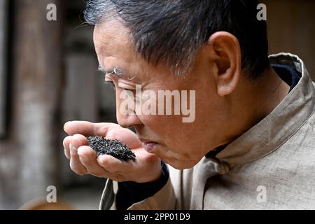 (230421) -- HEFEI, 21. April 2023 (Xinhua) -- Xie Yongzhong, Erbe der Keemun-Fähigkeiten zur Herstellung von schwarzem Tee, riecht den Duft von Teeblättern in Qimen County in Huangshan, Ostchina Provinz Anhui, am 23. März 2023. Keemun Black Tea, der aus dem Qimen County der Provinz Anhui im Osten Chinas stammt, ist einer der berühmtesten chinesischen Tees mit einem intensiven Aroma. Es hat eine Geschichte von mehr als 100 Jahren. Xie Yongzhong, ein 71-jähriger Erbe der Fähigkeiten der Keemun-Teeherstellung, folgte seinen Ältesten, um in den Bergen Teeblätter zu pflücken und lernte die grundlegenden Fähigkeiten der Teeherstellung seit der Kinderfrau Stockfoto