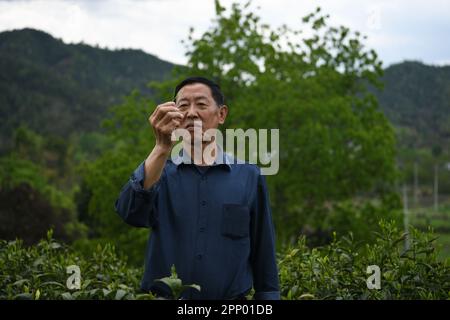 (230421) -- HEFEI, 21. April 2023 (Xinhua) -- Xie Yongzhong, Erbe der Keemun-Fähigkeiten zur Herstellung von schwarzem Tee, prüft das Wachstum von Teeblättern in einem Teegarten in Qimen County in Huangshan, Ostchina Provinz Anhui, 19. April 2023. Keemun Black Tea, der aus dem Qimen County der Provinz Anhui im Osten Chinas stammt, ist einer der berühmtesten chinesischen Tees mit einem intensiven Aroma. Es hat eine Geschichte von mehr als 100 Jahren. Xie Yongzhong, ein 71-jähriger Erbe der Fähigkeiten der Keemun-Teeherstellung, folgte seinen Ältesten, um in den Bergen Teeblätter zu pflücken und lernte die grundlegenden Fähigkeiten der Teeherstellung Sünde Stockfoto