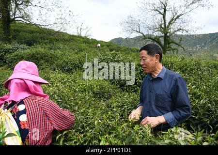 (230421) -- HEFEI, 21. April 2023 (Xinhua) -- Xie Yongzhong (R), Erbe der Keemun-Fähigkeiten zur Herstellung von schwarzem Tee, spricht am 19. April 2023 mit einem Teebauern in einem Teegarten im Bezirk Qimen in Huangshan, Provinz Anhui im Osten Chinas. Keemun Black Tea, der aus dem Qimen County der Provinz Anhui im Osten Chinas stammt, ist einer der berühmtesten chinesischen Tees mit einem intensiven Aroma. Es hat eine Geschichte von mehr als 100 Jahren. Xie Yongzhong, ein 71-jähriger Erbe der Fähigkeiten der Keemun-Teeherstellung, folgte seinen Ältesten, um in den Bergen Teeblätter zu pflücken und lernte die grundlegenden Fähigkeiten der Teeherstellung SINC Stockfoto