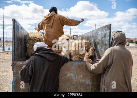 Berber-Männer in traditioneller Djellaba, die Strohballen und Baby-Dromedare auf einem Anhänger tragen. Stockfoto