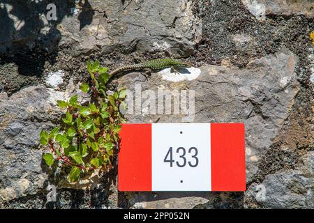 Nahaufnahme eines rot-weißen Wegschilds auf einer Steinmauer mit einer gemeinen Eidechse, Fußweg in Ligurien, Italien, Europa Stockfoto