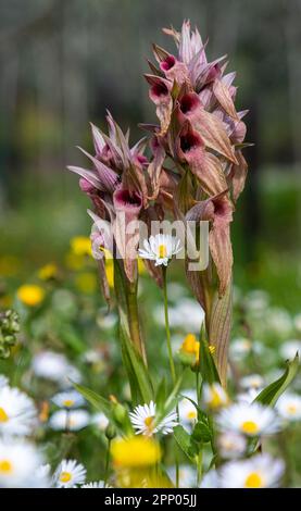 Serapias neglecta - seltene Zunge-Orchidee - in Ligurien, Italien Stockfoto