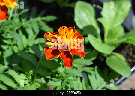 Ringelblume Blumen Stockfoto