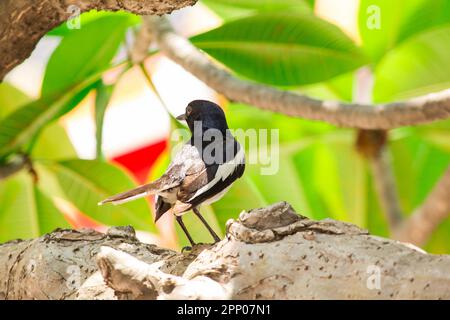 Die Elster ist auf dem Baum. Stockfoto