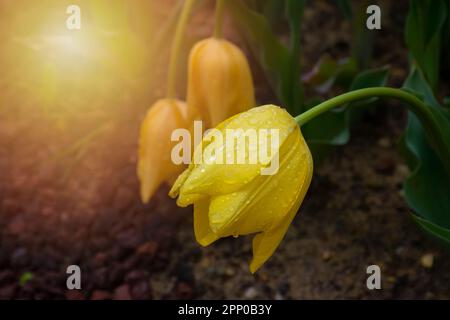 Wunderschöne gelbe Tulpen mit Wassertropfen als Hintergrund bei Sonnenuntergang. Stockfoto