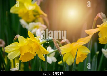 Wunderschöne gelbe Tulpen mit Wassertropfen als Hintergrund bei Sonnenuntergang. Stockfoto