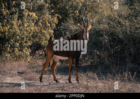 Die Sable Antilope sieht die Kamera beim Aufräumen Stockfoto