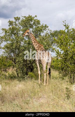 Giraffen essen Laub von Bäumen in wilden Landschaften, im hellen Sommerlicht gedreht, Krüger Park, Mpumalanga, Südafrika Stockfoto