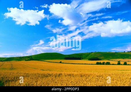 Wheatfields auf den Wiltshire Downs, bei Alton Barnes Stockfoto