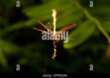 Eine Libelle (Anisoptera), die an einem sonnigen Tag auf einem Ast steht Stockfoto