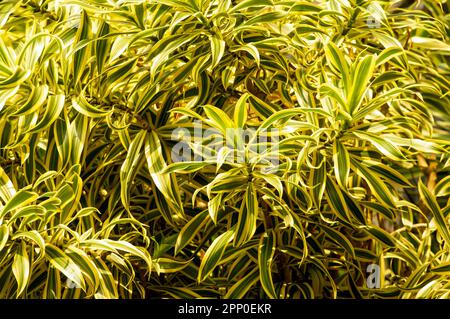 Dracaena Reflexa, Lied of India, eine Indoor Pflanze mit wunderschönen bunten Blättern Stockfoto