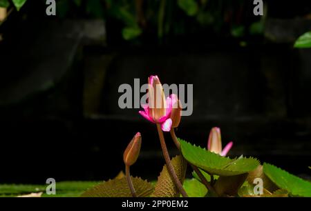 Rosa Seerosenblüte, Bunga Teratai, Nymphaea Rubra (Pubescens) Stockfoto