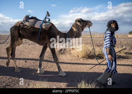Dromedarhirte in der Wüste. Stockfoto