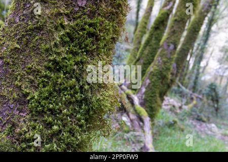 Sieben Wasserfälle Trail in Istrien, Kroatien Stockfoto