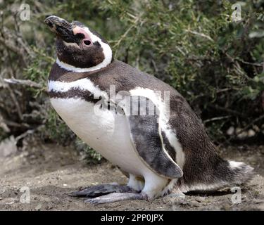 Ein Magellanischer Pinguin steht auf dem Boden mit einem grünen Busch im Hintergrund Stockfoto