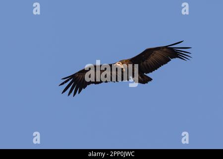 Kapuzengeier im Flug mit Kopierraum Stockfoto